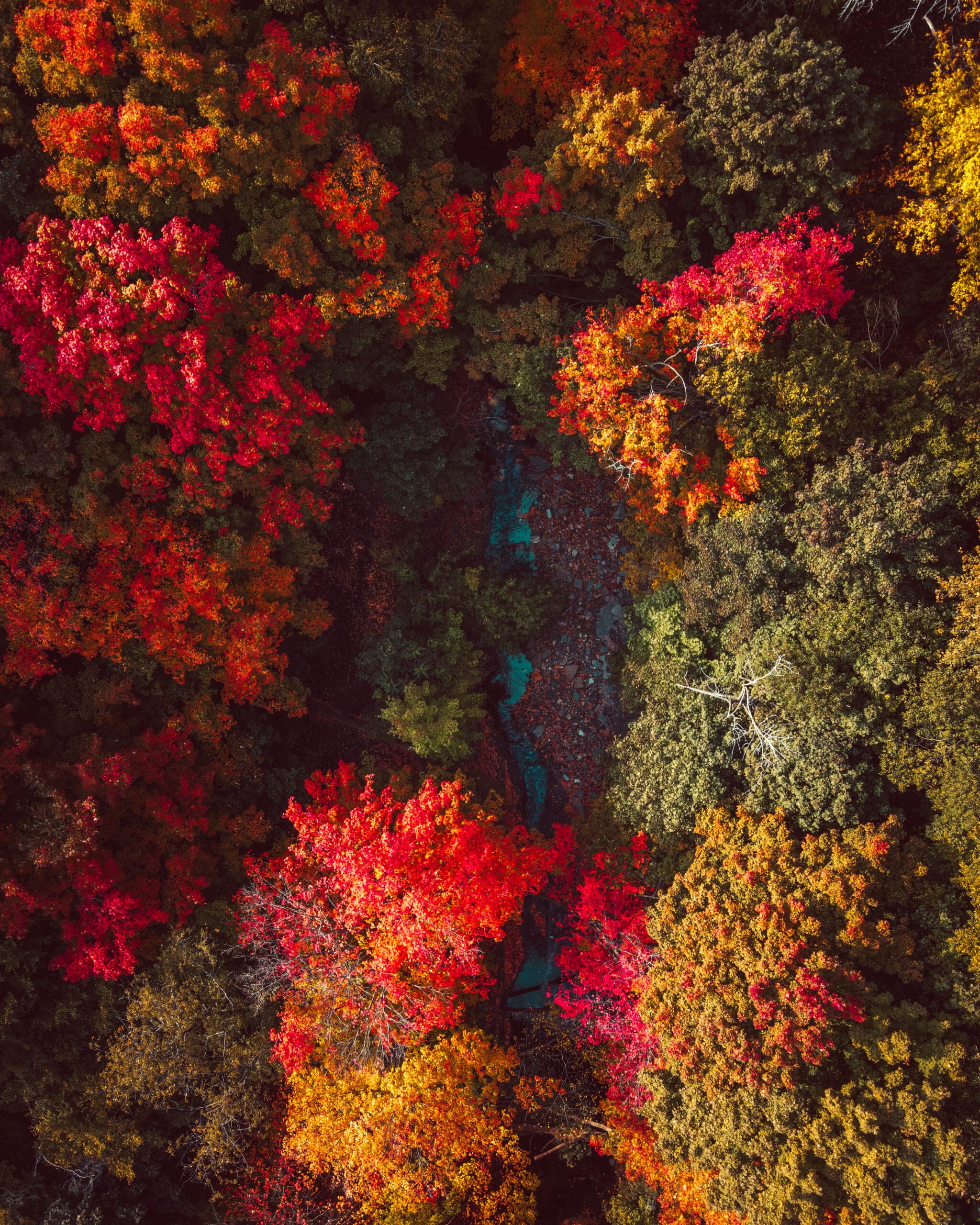 Birds eye view from drone of a majestic looking forest during autumn with a river flowing through it